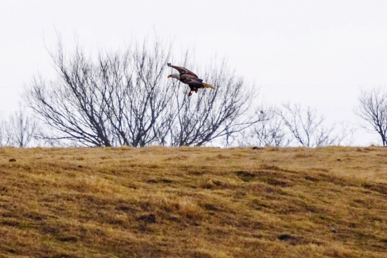 GRAY HERON FLYING AGAINST SKY