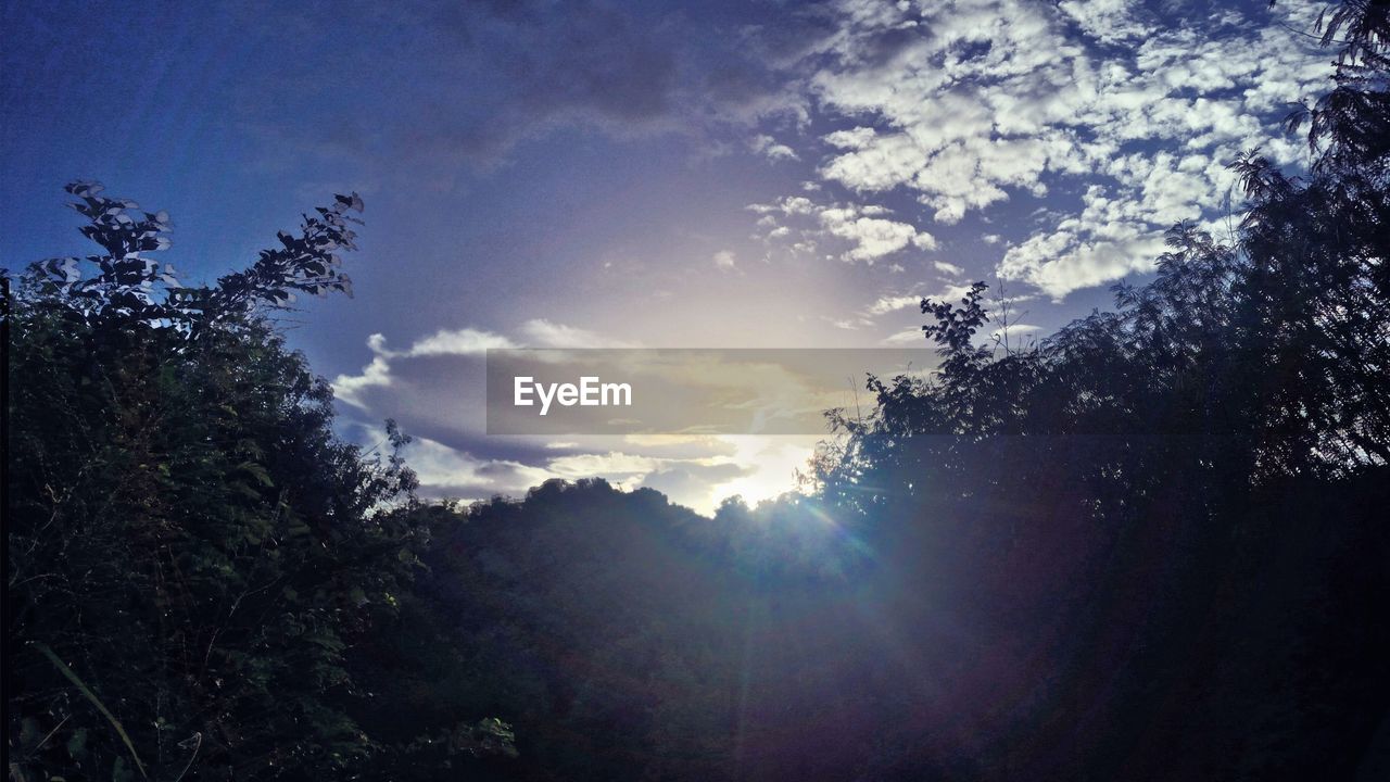 LOW ANGLE VIEW OF SILHOUETTE TREES AGAINST SKY IN FOREST