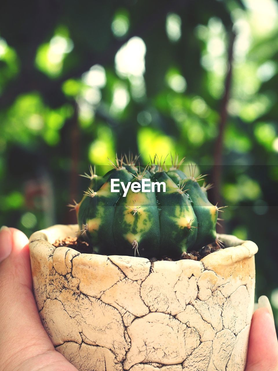 Cropped hand holding potted cactus
