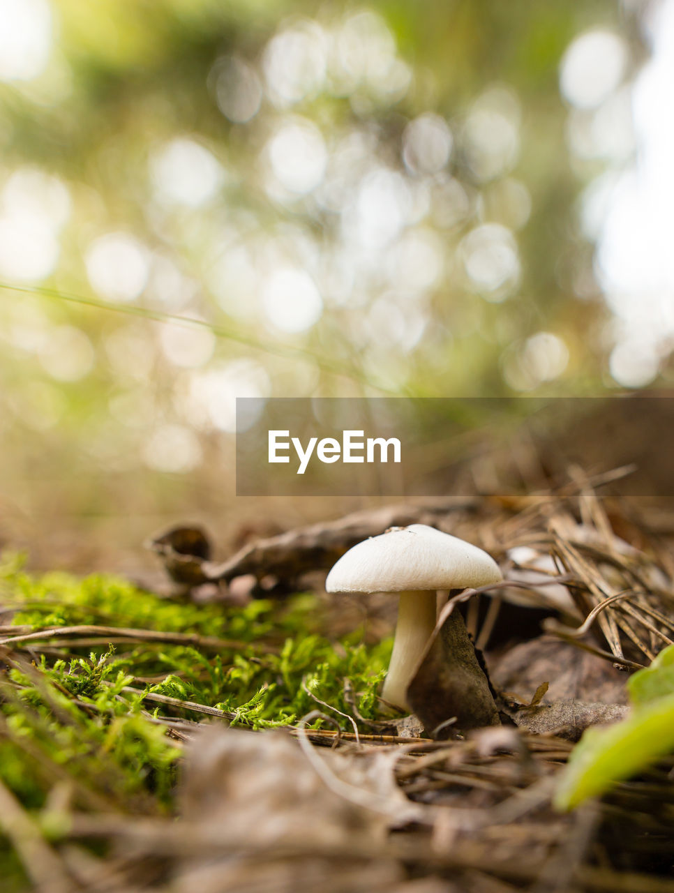 Close-up of mushroom growing on field