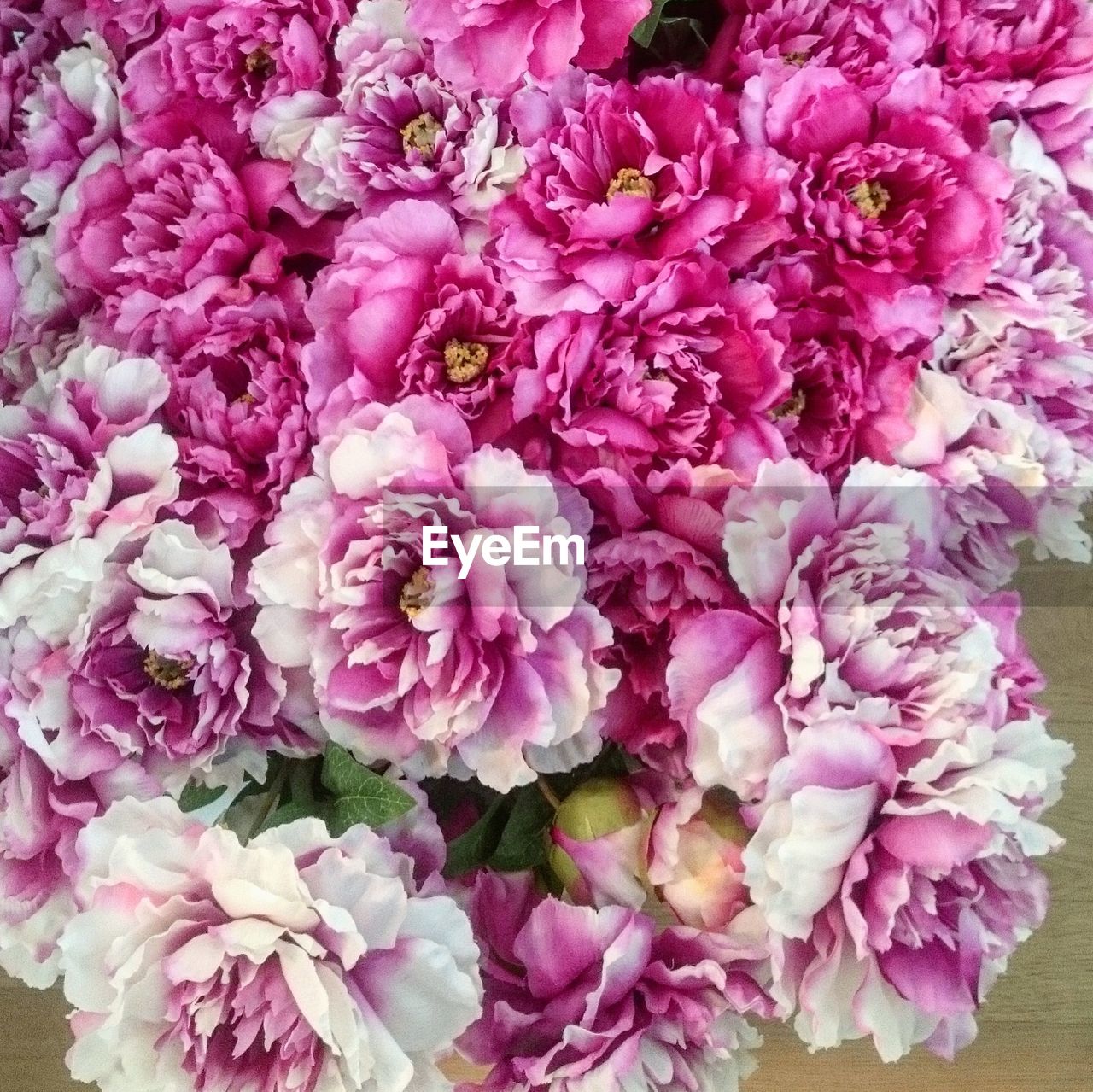 FULL FRAME SHOT OF PINK FLOWERS