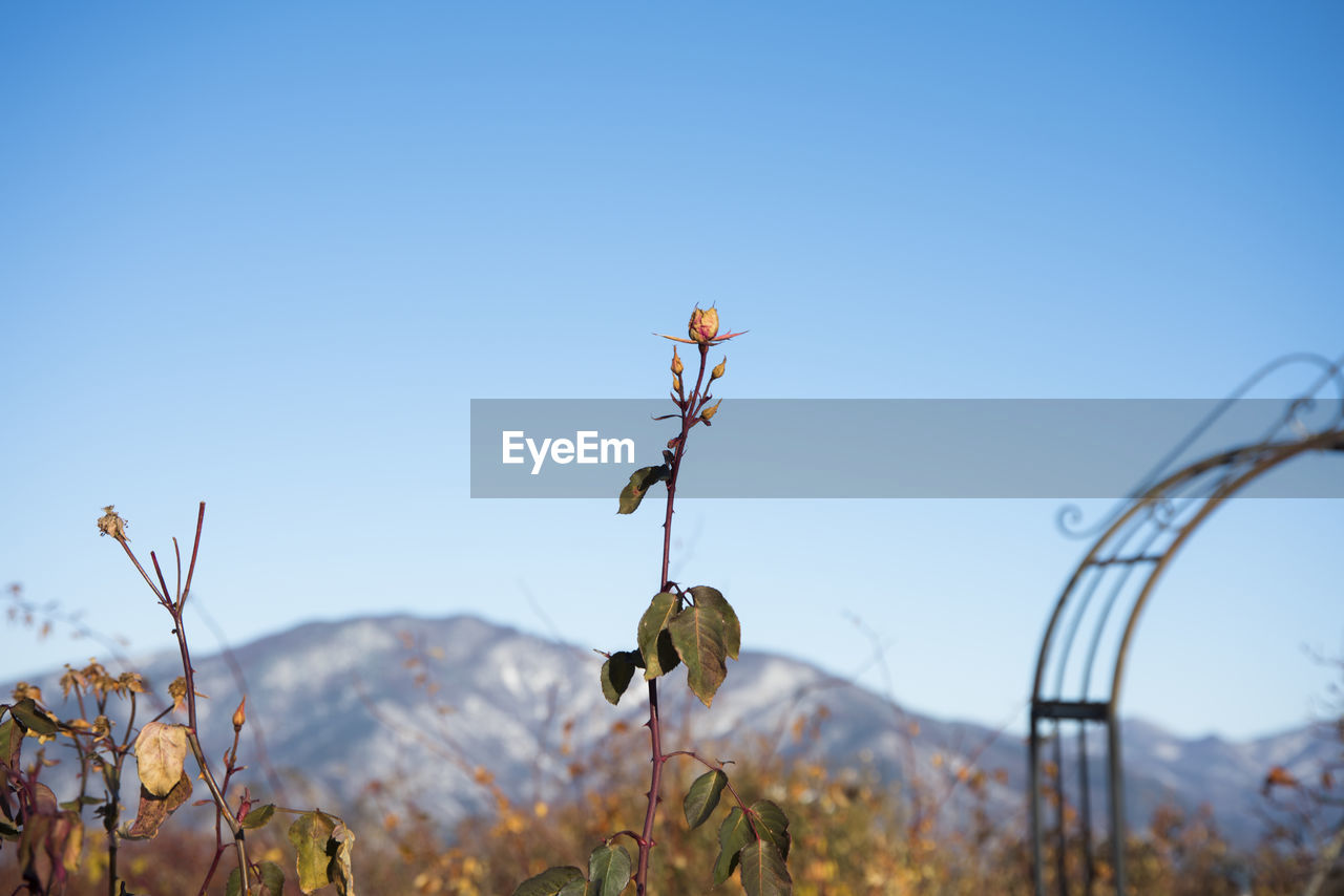 Close-up of plant against clear sky