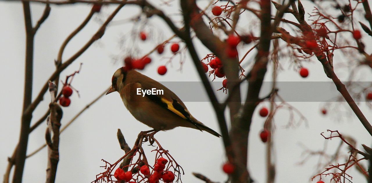 Bird perching on tree against sky