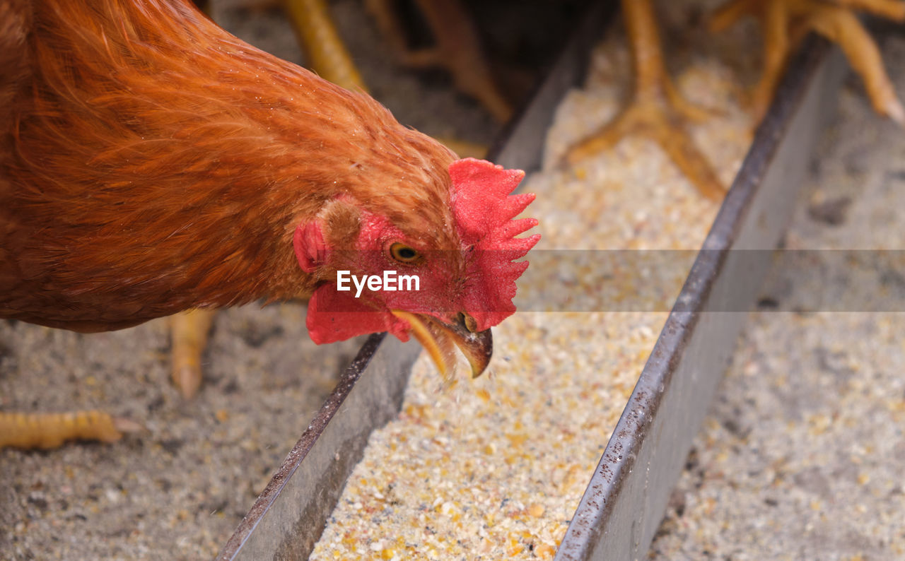 livestock, domestic animals, chicken, animal themes, animal, pet, mammal, bird, agriculture, rooster, one animal, comb, beak, poultry, farm, nature, close-up, no people, hen, rural scene, animal body part, food, cockerel, day, focus on foreground, outdoors, fowl