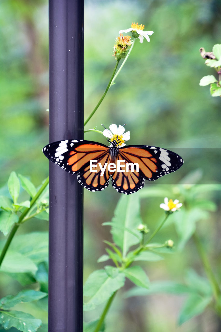 Close-up of butterfly pollinating on flower