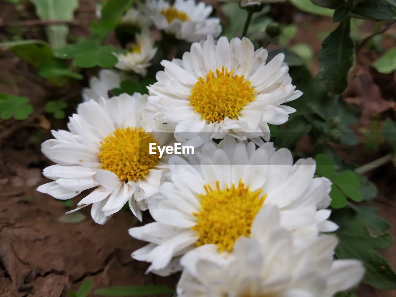 CLOSE-UP OF WHITE DAISY