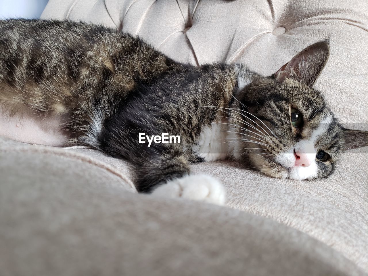 Close-up of cat resting on bed