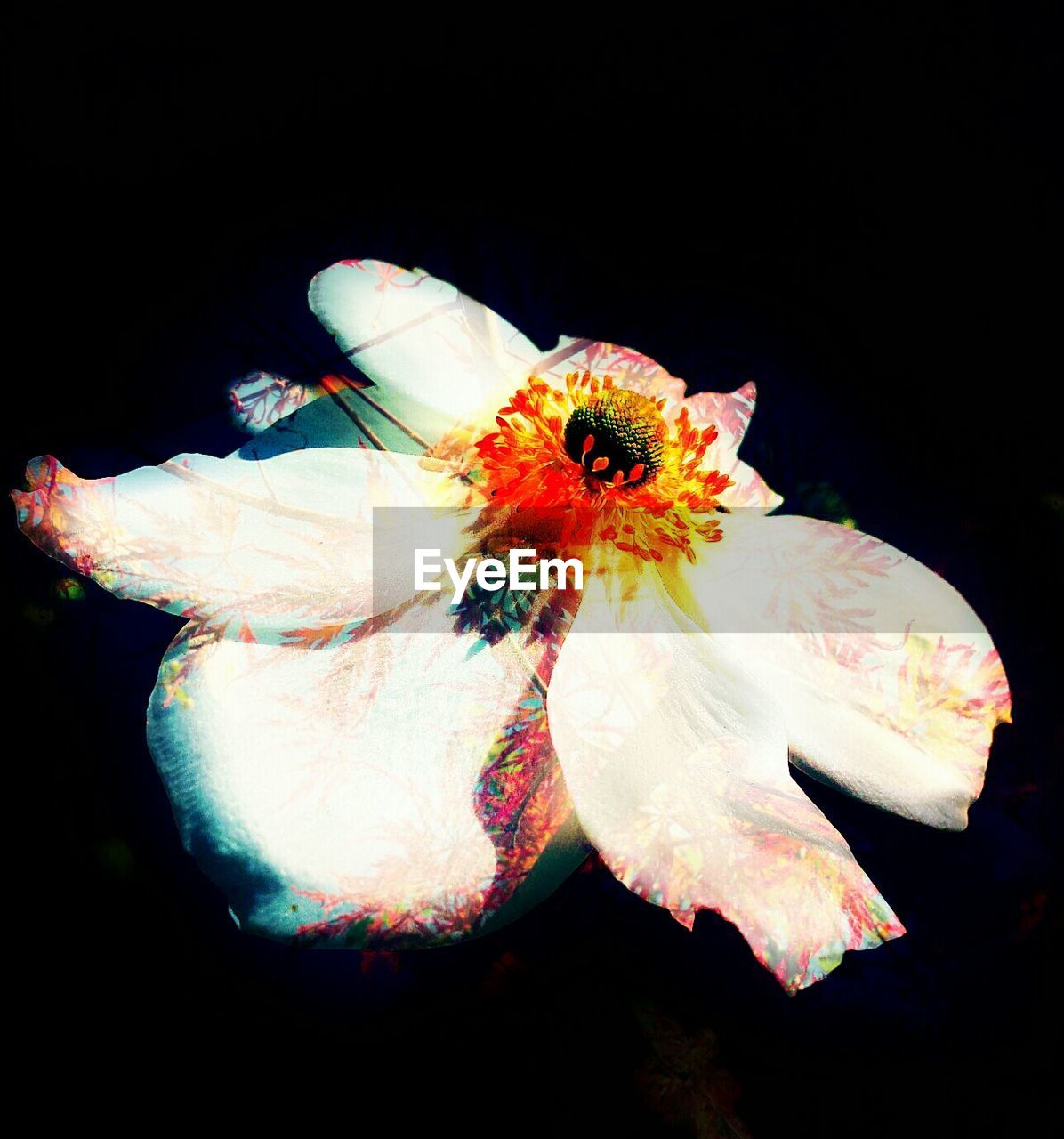 CLOSE-UP OF FLOWERS OVER BLACK BACKGROUND