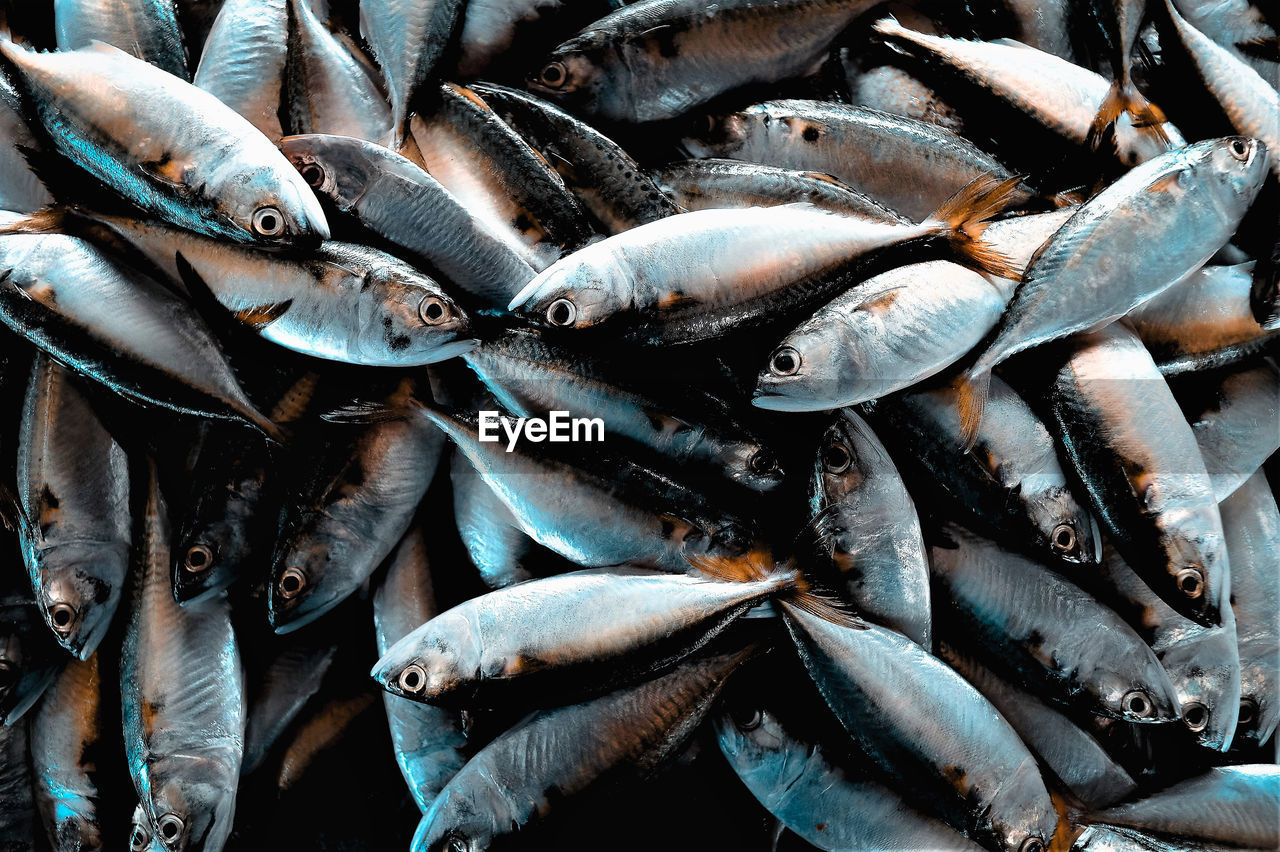 Full frame shot of fish for sale in market