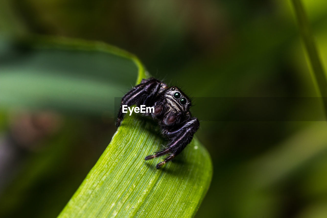 CLOSE-UP OF GRASSHOPPER ON LEAF