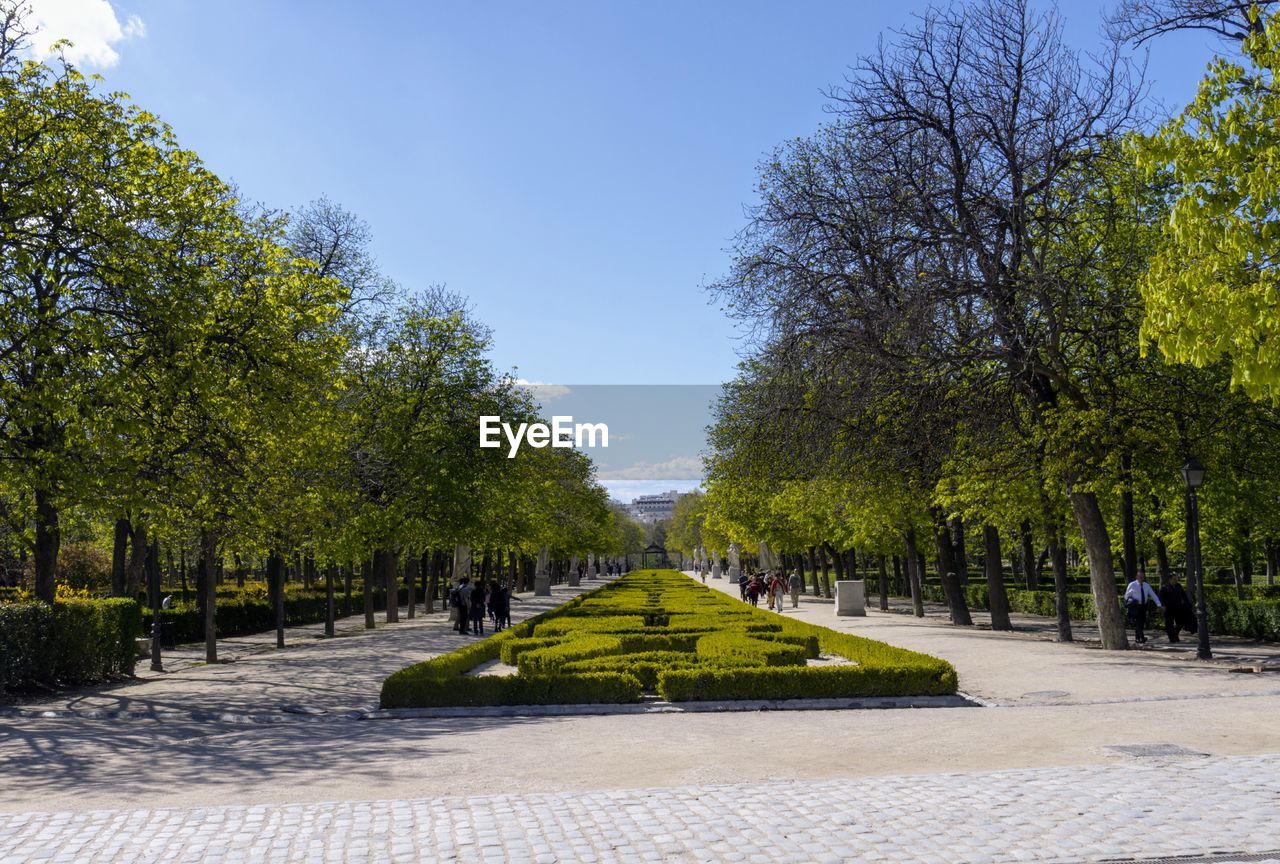 TREES IN PARK AGAINST CLEAR SKY