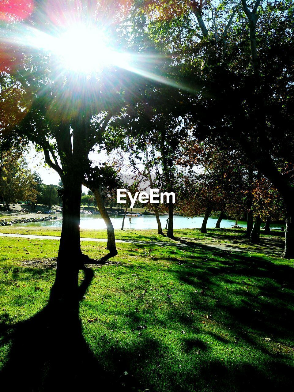 TREES ON GRASSY FIELD IN PARK