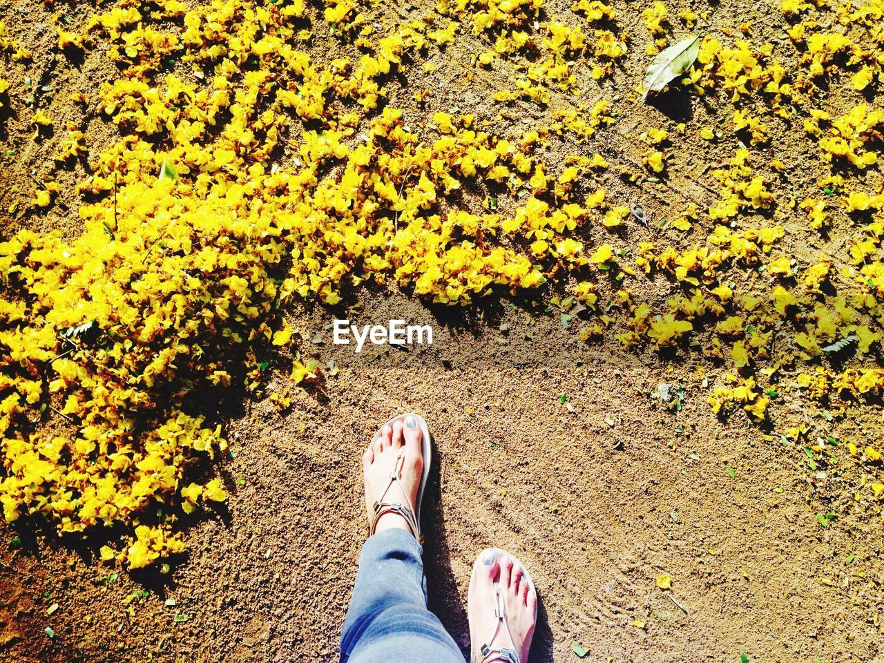 Low section of woman standing by yellow flower petals on field during sunny day