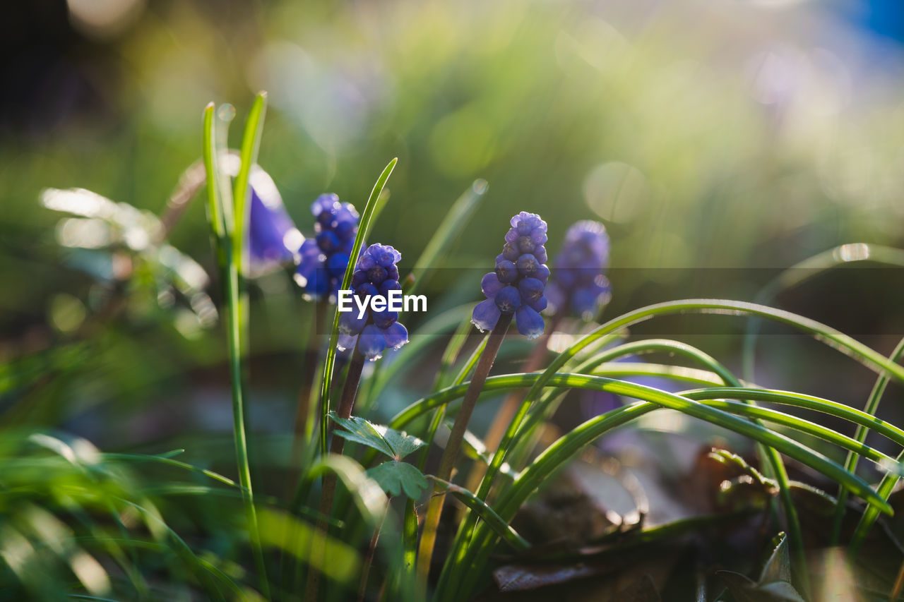 plant, flower, flowering plant, nature, beauty in nature, green, freshness, grass, purple, macro photography, summer, close-up, growth, field, land, environment, selective focus, no people, springtime, meadow, plain, sunlight, outdoors, fragility, plant part, landscape, multi colored, blossom, blue, leaf, focus on foreground, food, tranquility, botany, flowerbed, water, wildflower, food and drink, non-urban scene, defocused, environmental conservation, vegetable, garden, day, wet, social issues, sky, plant stem, front or back yard