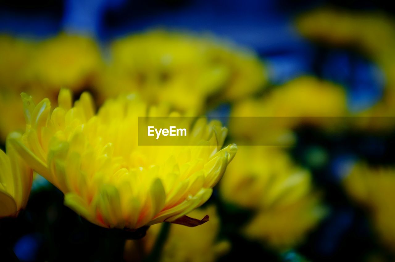 Close-up of yellow flowers growing in field