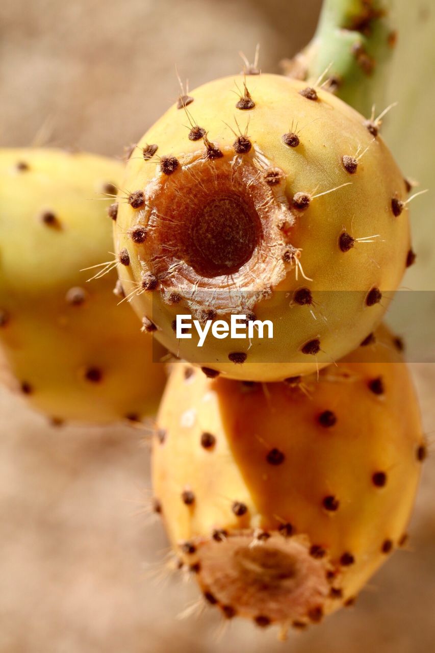 CLOSE-UP OF AN INSECT ON YELLOW