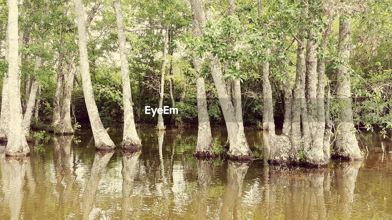 PANORAMIC SHOT OF TREE TRUNK IN LAKE