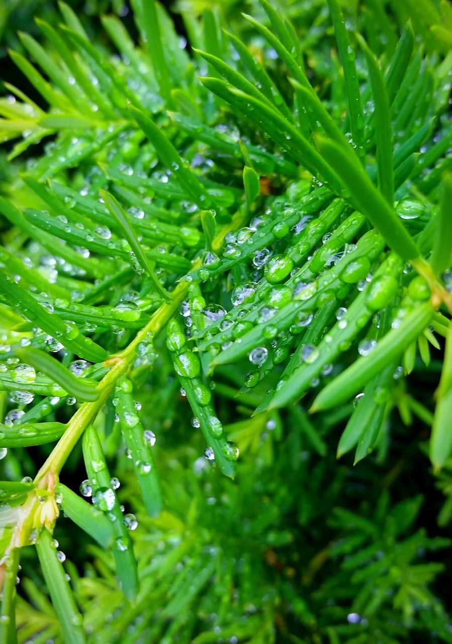 CLOSE-UP OF WATER DROPS ON LEAVES