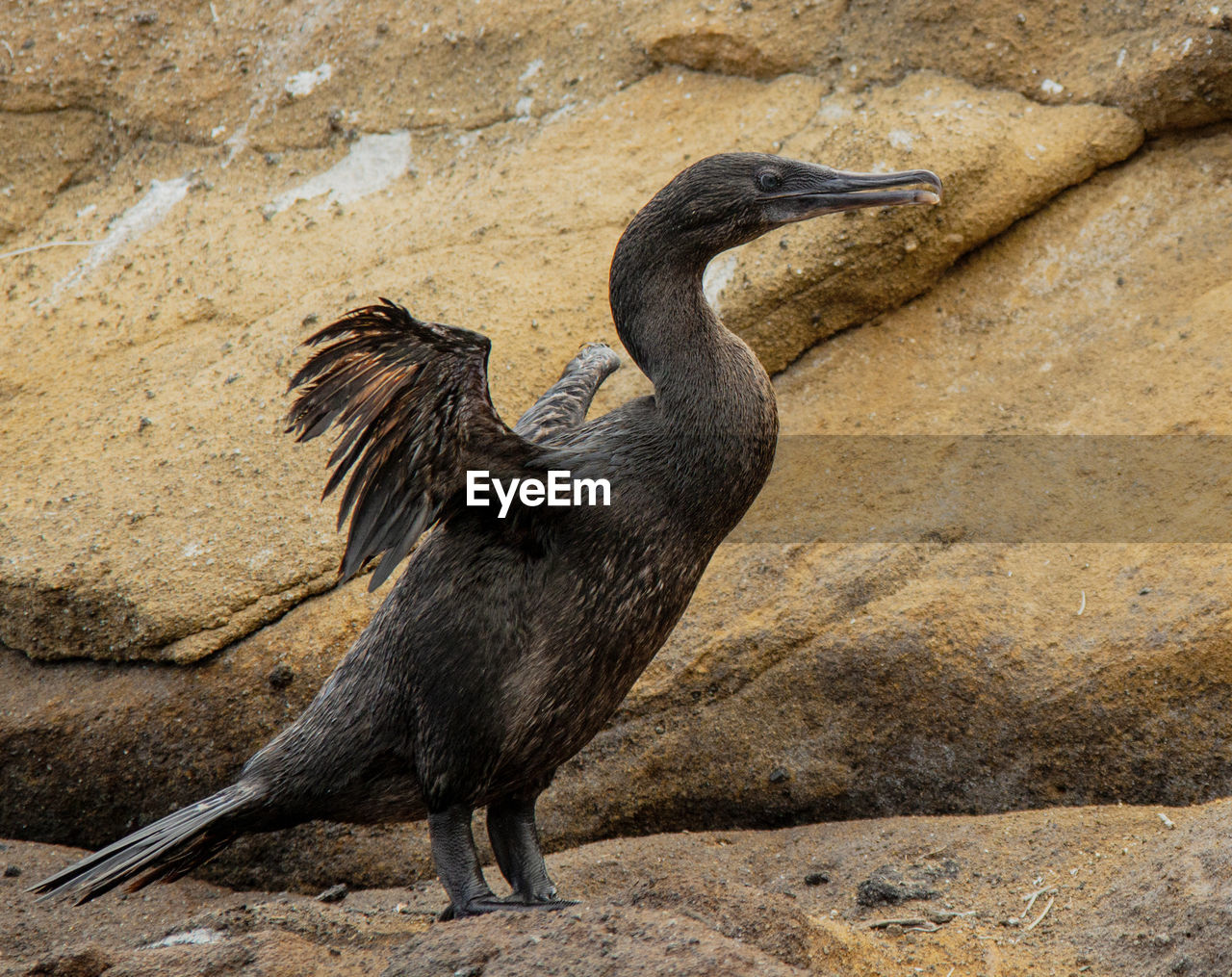 SIDE VIEW OF BIRD ON ROCK AT ZOO