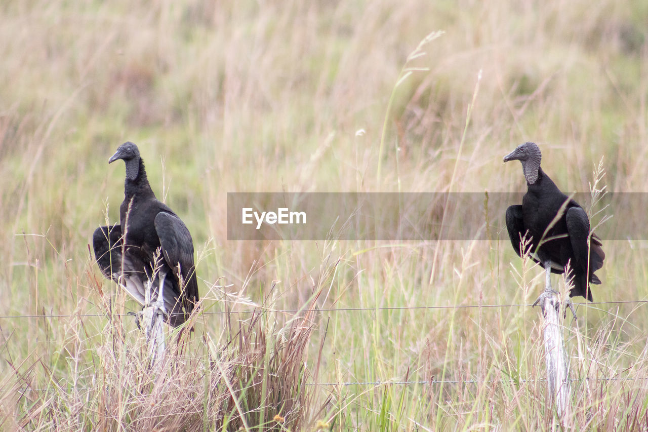 BLACK BIRD PERCHING ON A FIELD