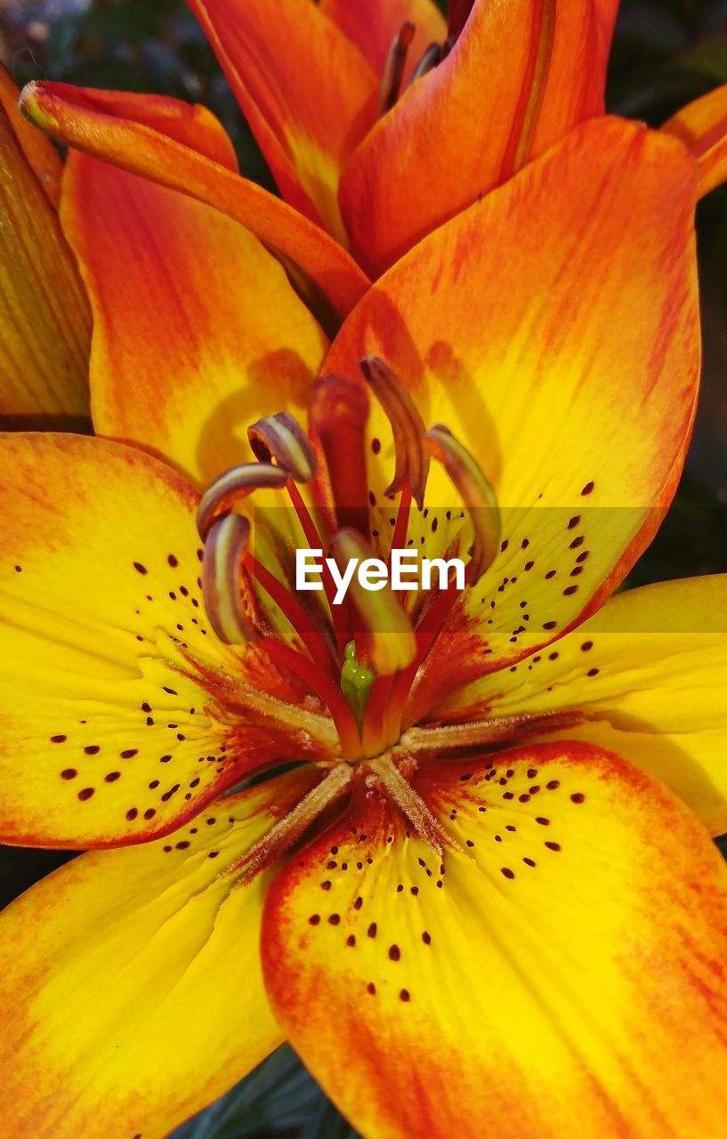 CLOSE-UP OF YELLOW LILY BLOOMING