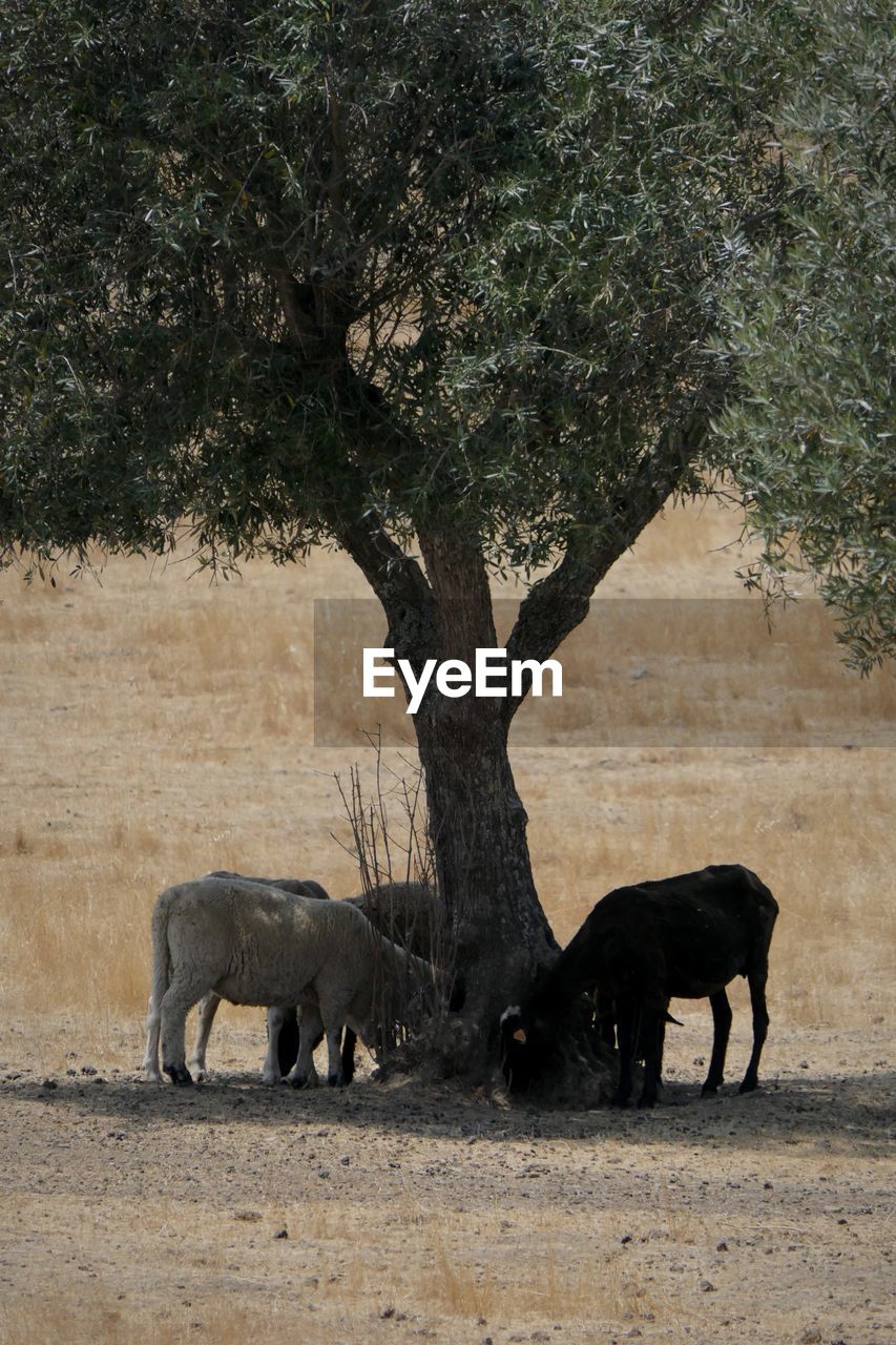 Sheep under an olive tree 