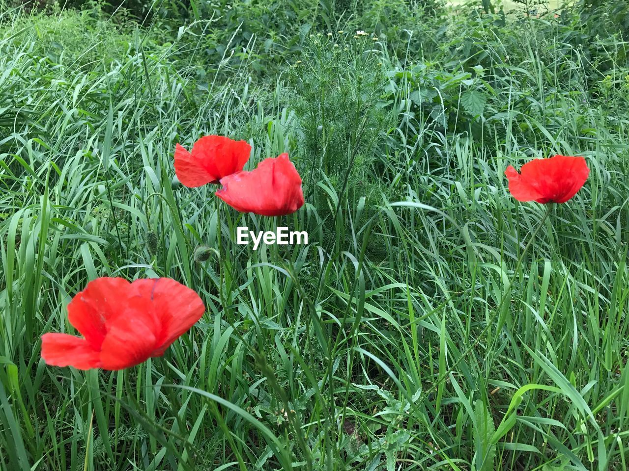 RED POPPY BLOOMING ON FIELD