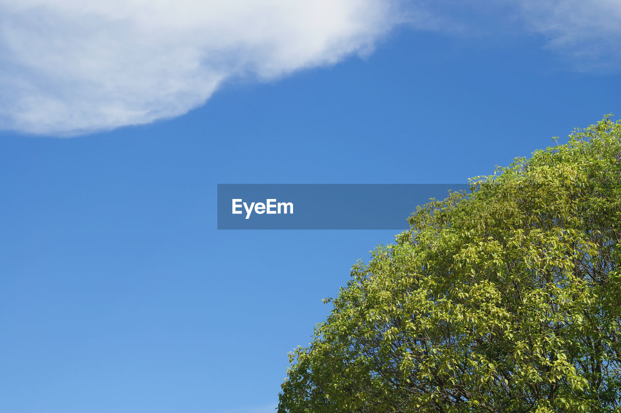 sky, cloud, plant, sunlight, tree, nature, blue, green, low angle view, no people, beauty in nature, leaf, day, growth, outdoors, hill, grass, scenics - nature, tranquility, meadow, horizon