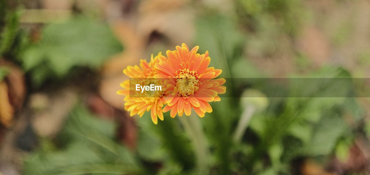 CLOSE-UP OF ORANGE FLOWER