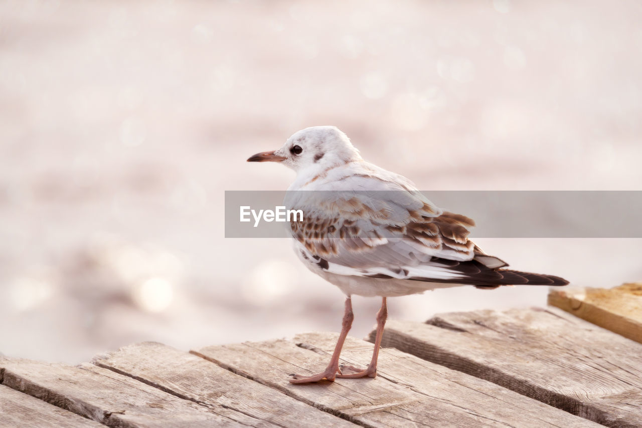 Close-up of black headed seagull perching on wooden dock