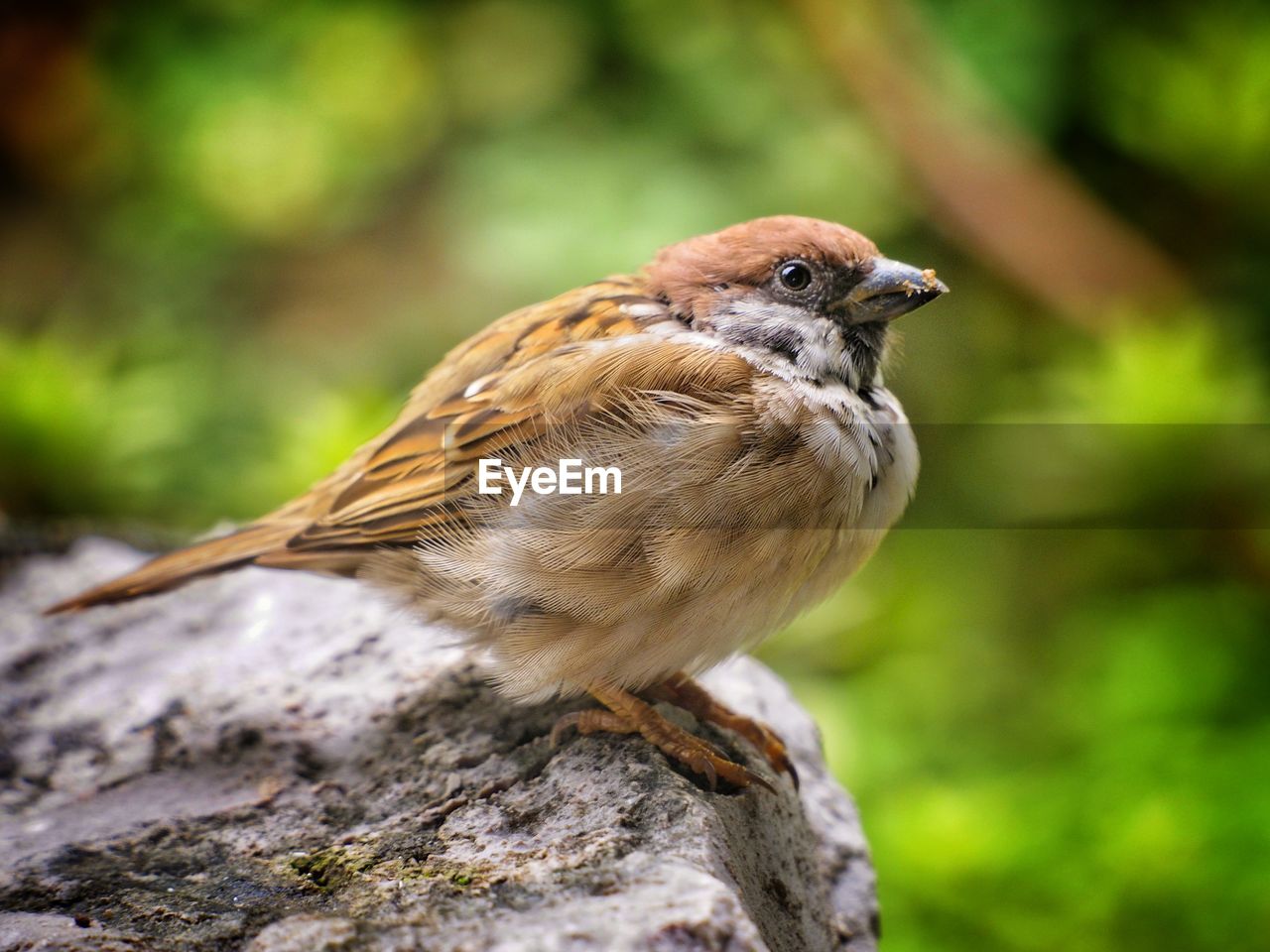 CLOSE-UP OF A BIRD PERCHING ON ROCK