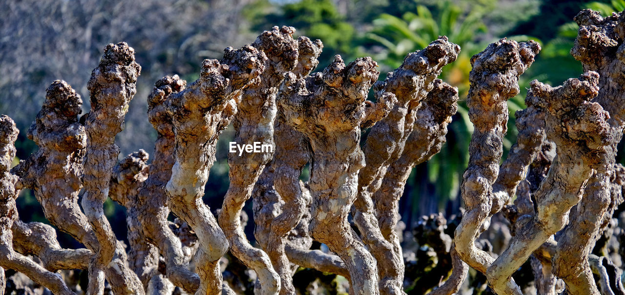 CLOSE-UP OF PLANTS