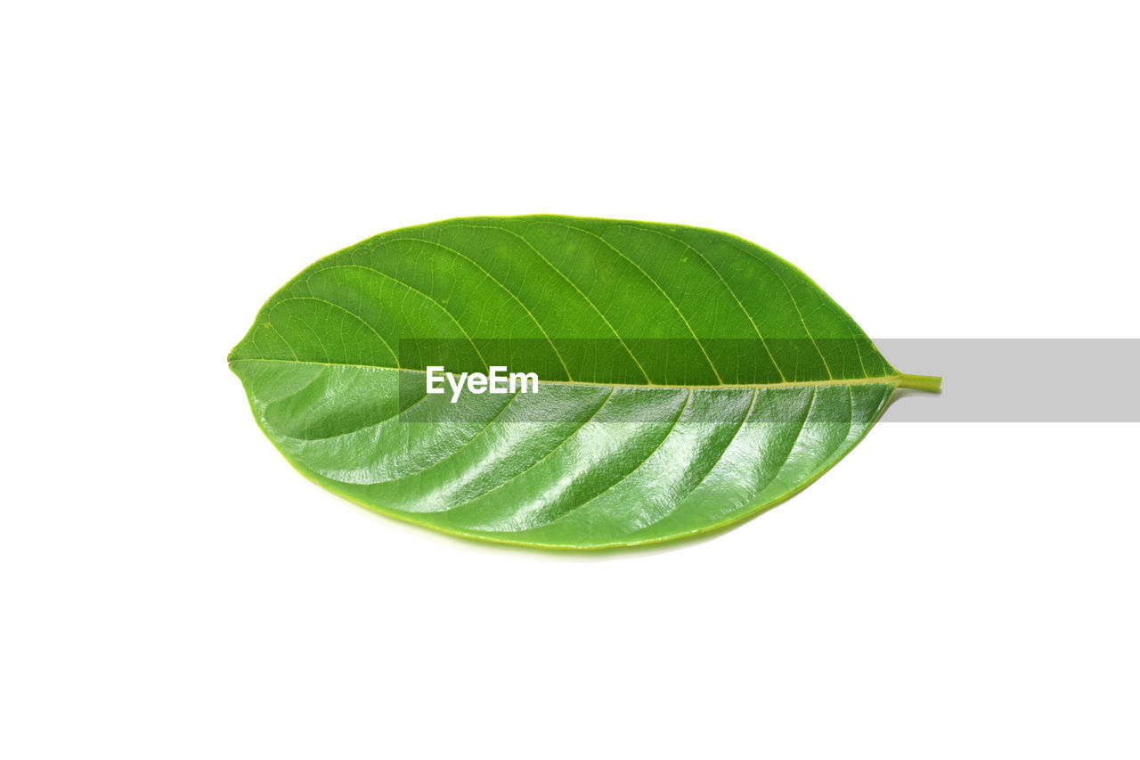 CLOSE-UP OF FRESH GREEN LEAF AGAINST WHITE BACKGROUND