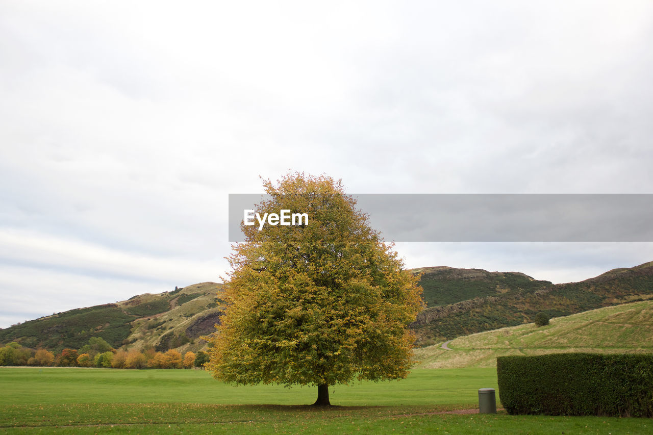 Tree growing on field by hill against sky