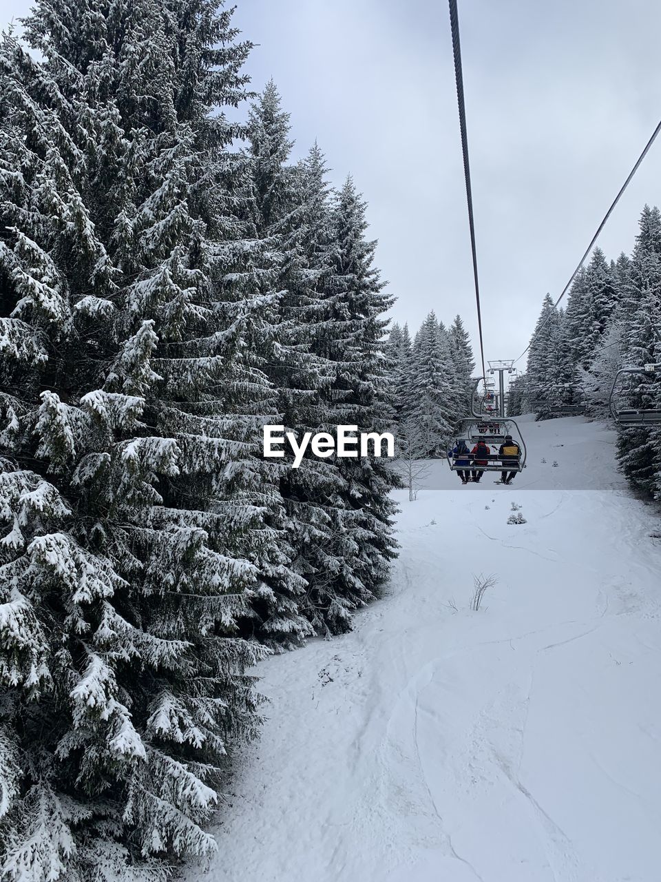 Trees on snow covered land against mountains