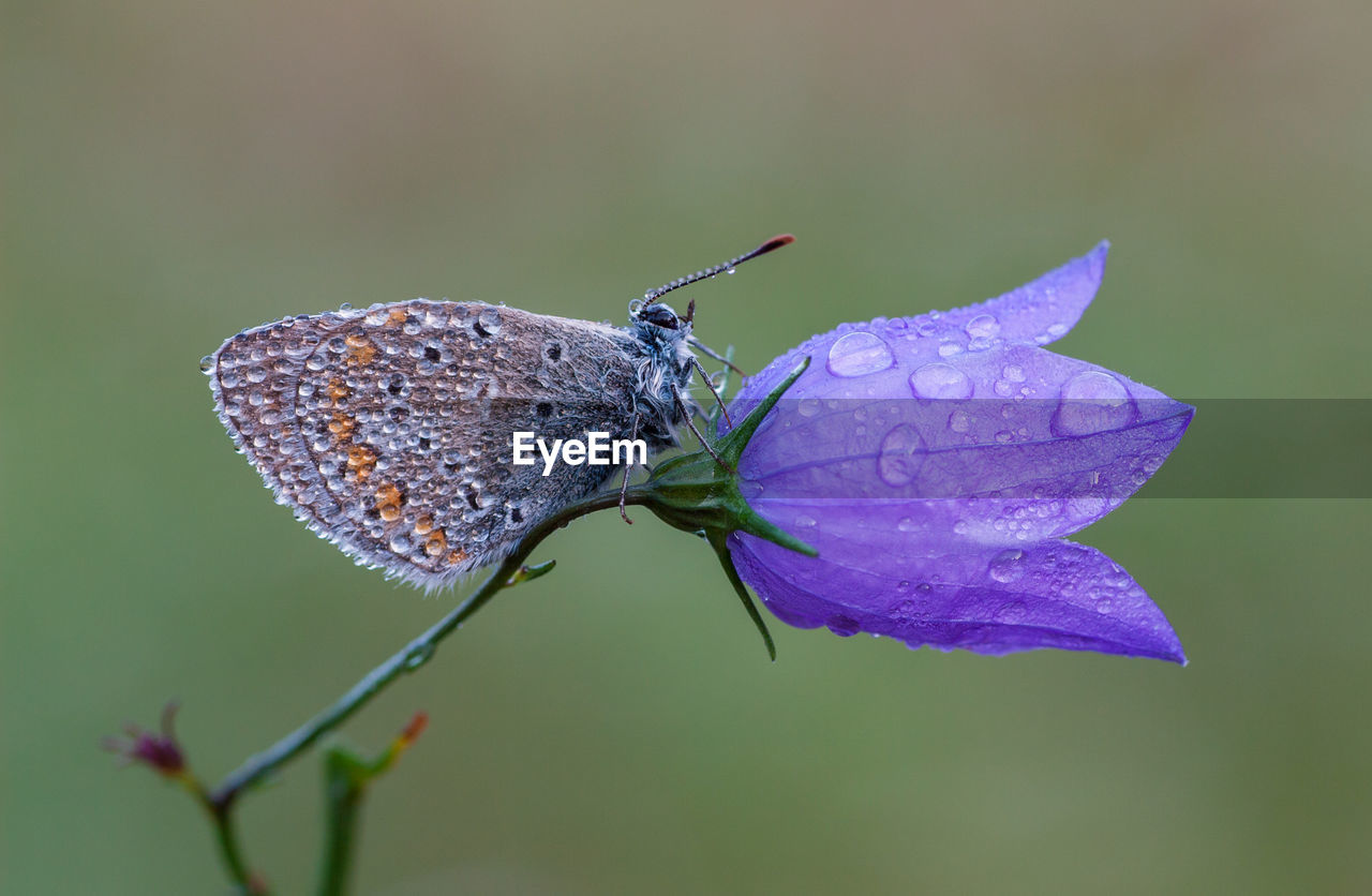 A butterfly with drops on a bell flower