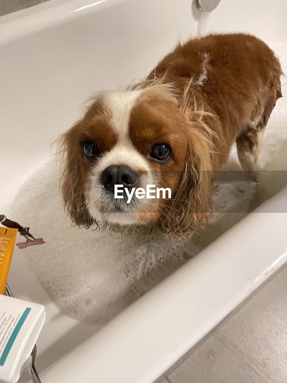 pet, mammal, dog, one animal, canine, domestic animals, animal themes, animal, domestic bathroom, bathtub, bathroom, home, lap dog, domestic room, hygiene, puppy, indoors, sink, washing, wet, portrait, taking a bath, soap sud, cleaning, carnivore, looking at camera, no people, water