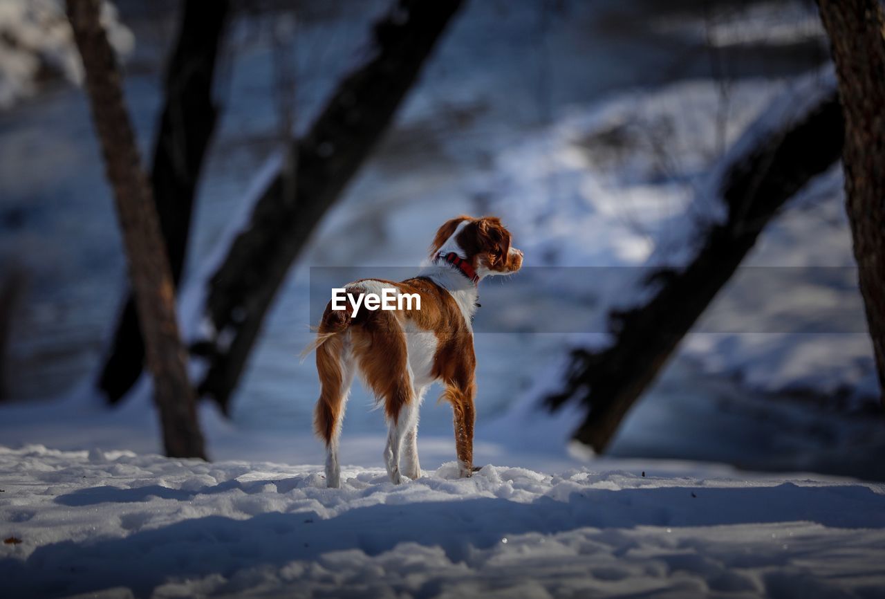 DOG ON SNOW COVERED FIELD