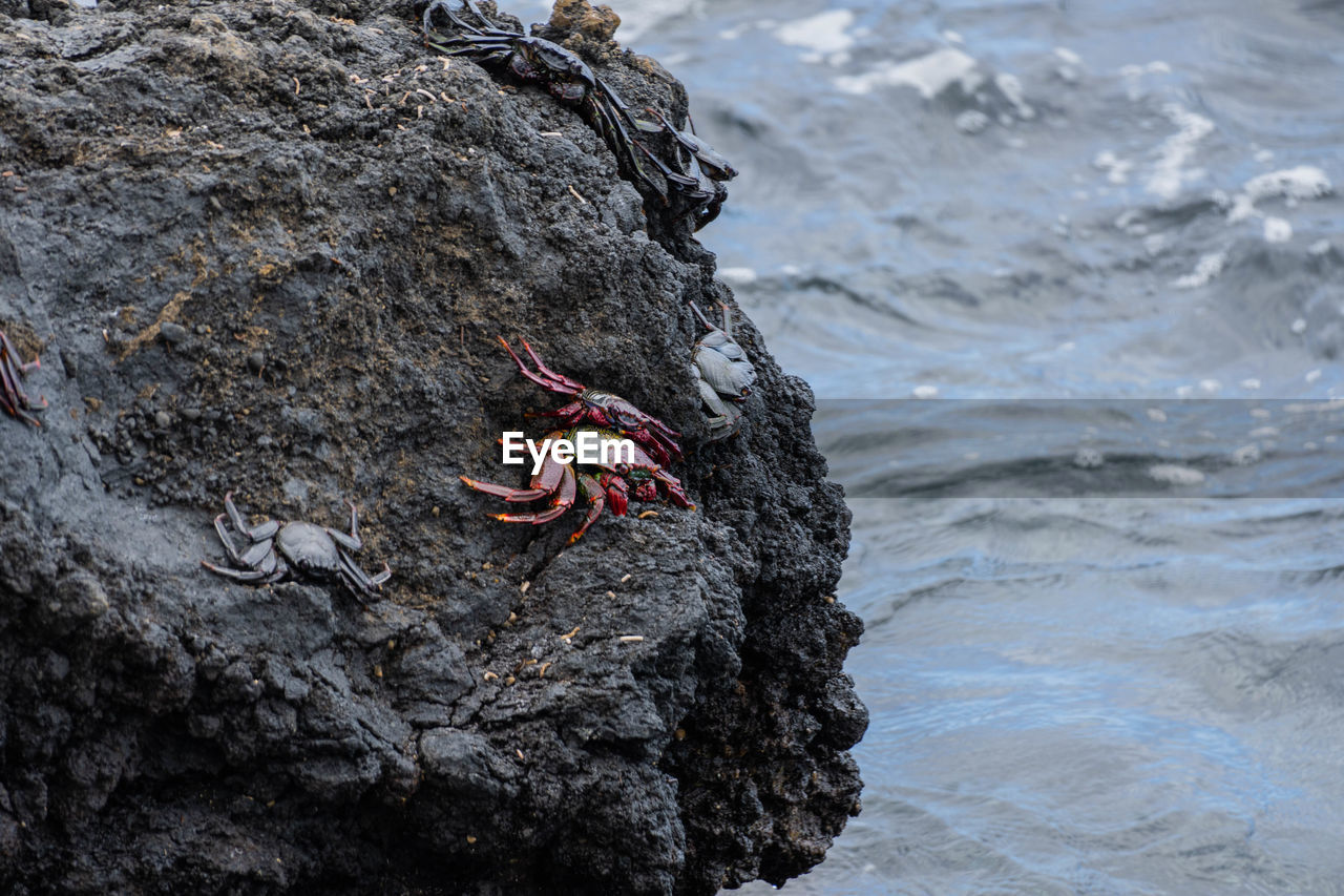 close-up of crab on rock by sea