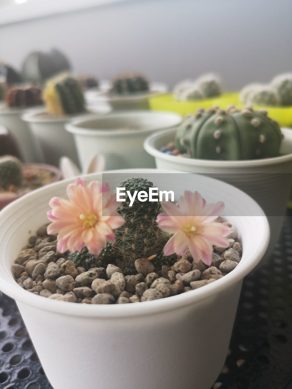 CLOSE-UP OF POTTED CACTUS FLOWER POT