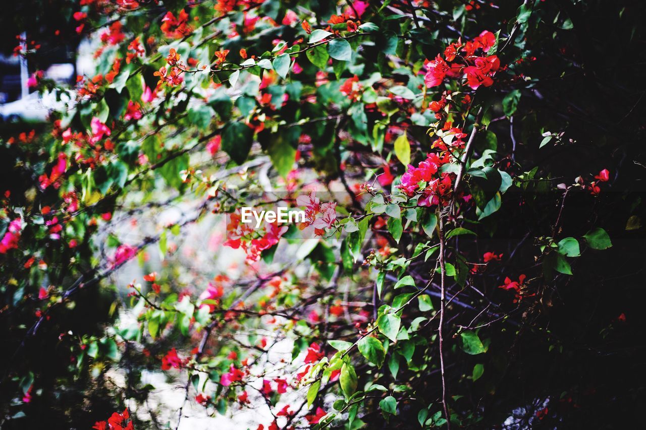 RED FLOWERS ON TREE