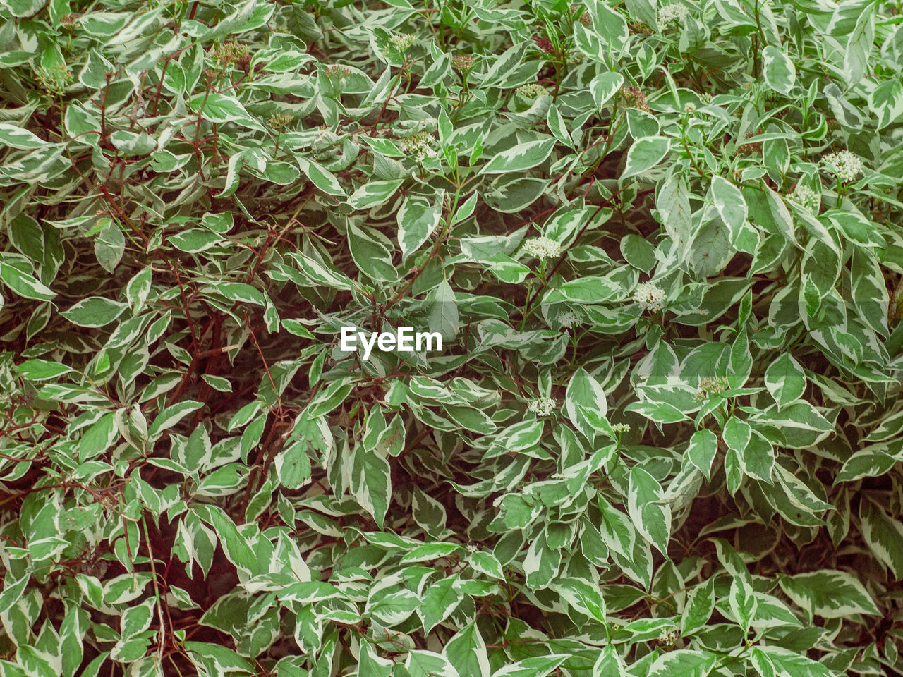 FULL FRAME SHOT OF LEAVES ON FIELD