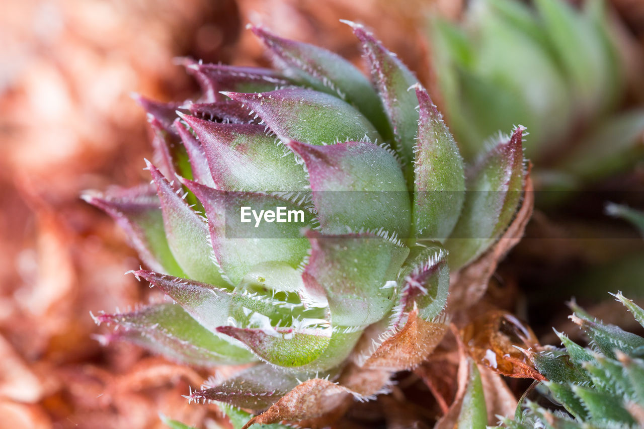 CLOSE-UP OF FRESH PLANT WITH WATER DROPS