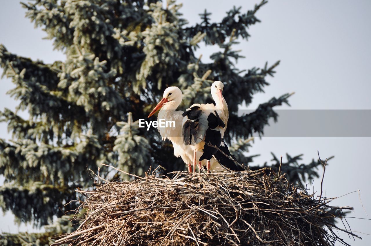 Birds on nest against trees and sky