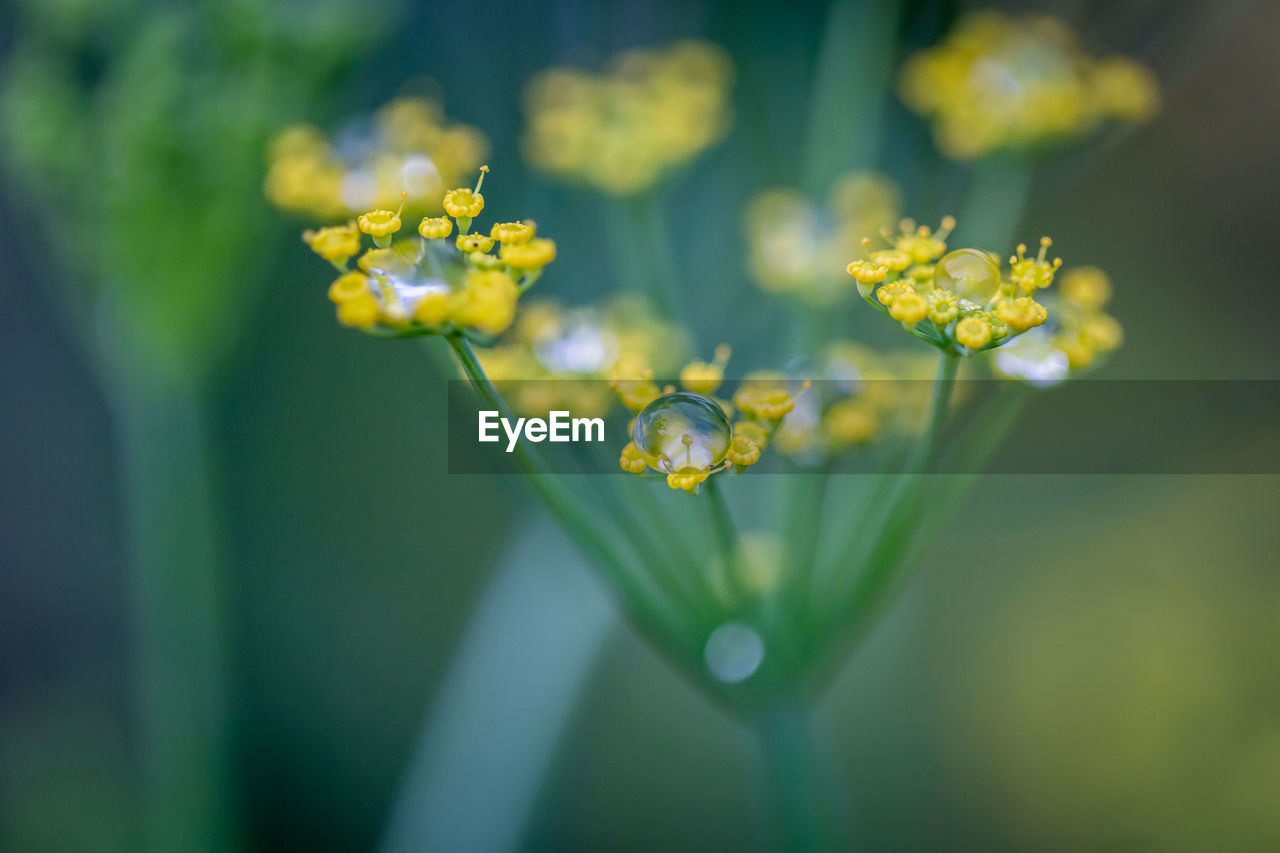 Close-up of drops on yellow flowers