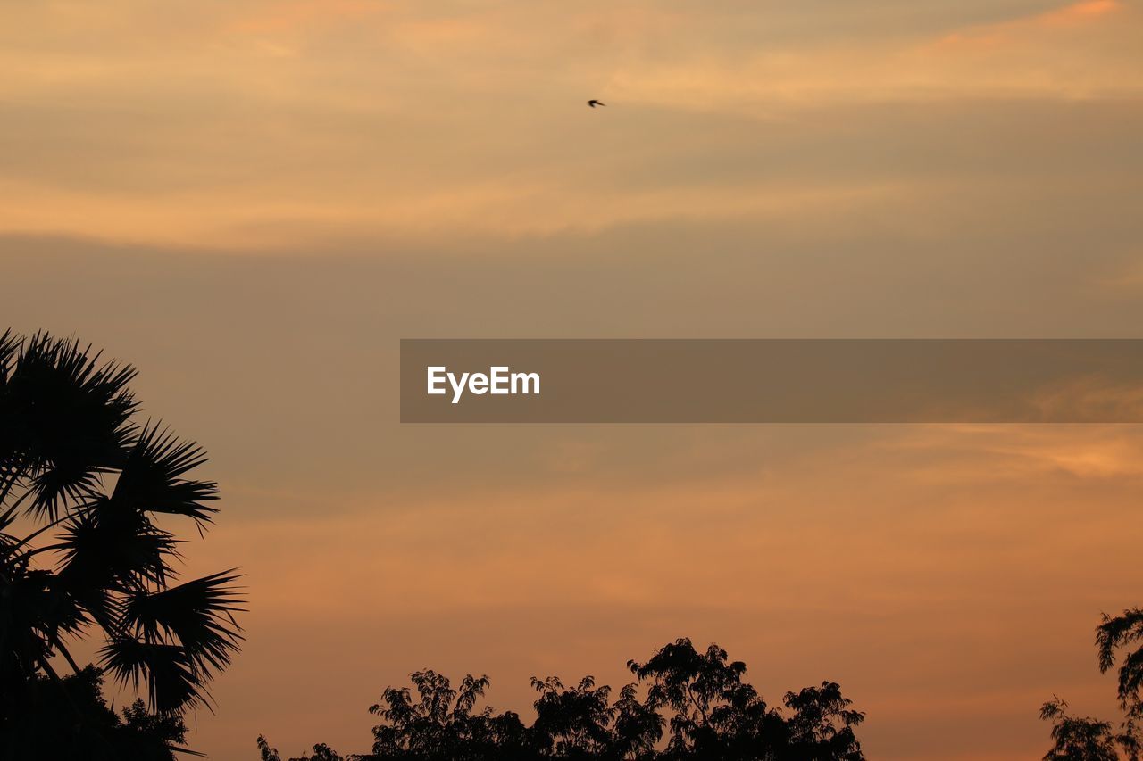 sky, sunset, tree, silhouette, cloud, dawn, beauty in nature, evening, nature, horizon, plant, scenics - nature, tranquility, no people, palm tree, flying, animal themes, sun, orange color, sunlight, bird, tropical climate, animal, tranquil scene, animal wildlife, afterglow, low angle view, outdoors, wildlife, dramatic sky, idyllic, travel destinations, environment, travel
