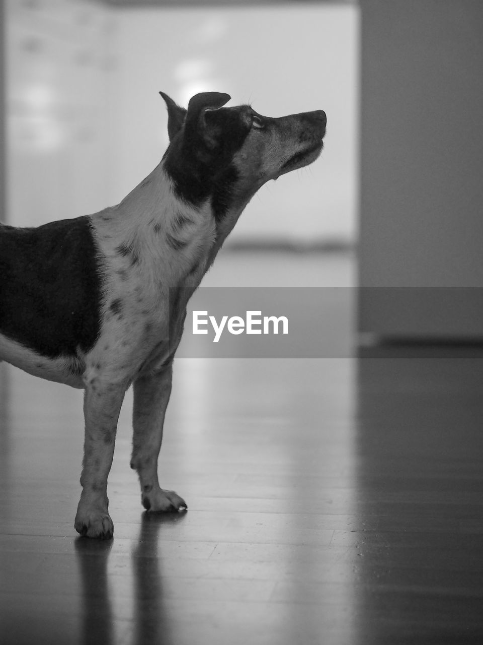 VIEW OF DOG LOOKING AWAY