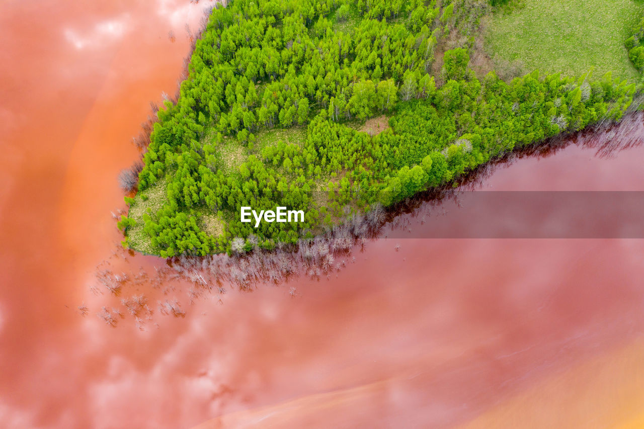 HIGH ANGLE VIEW OF FRESH GREEN PLANT