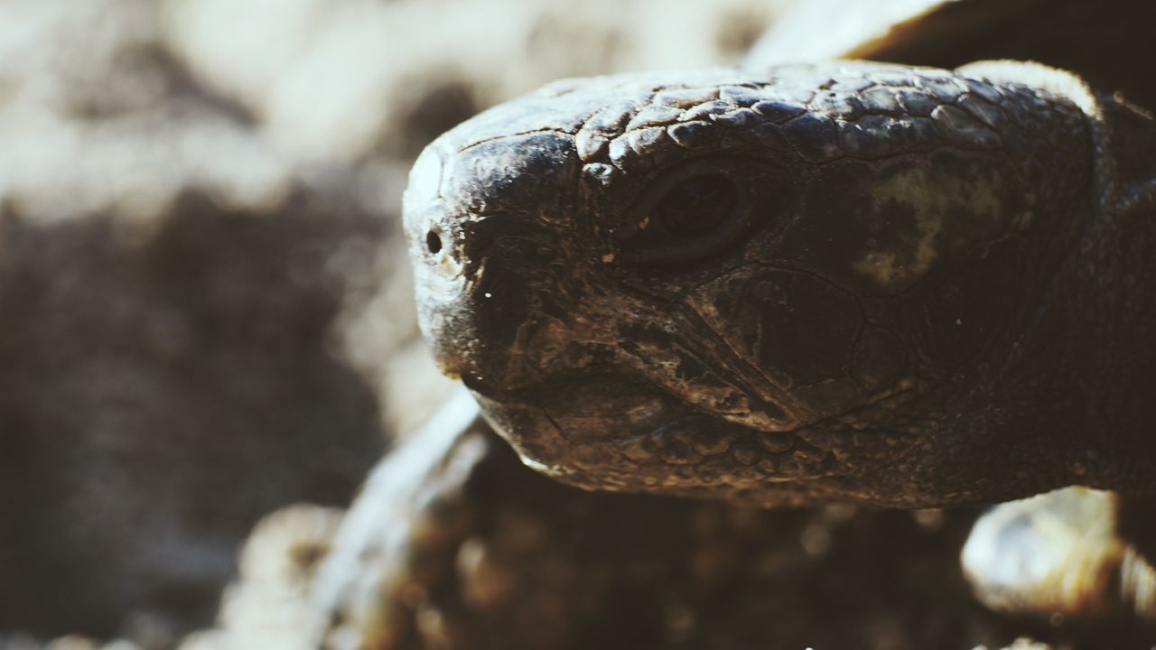 CLOSE-UP OF A TURTLE