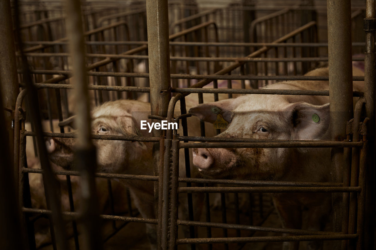 Pigs looking away in pen